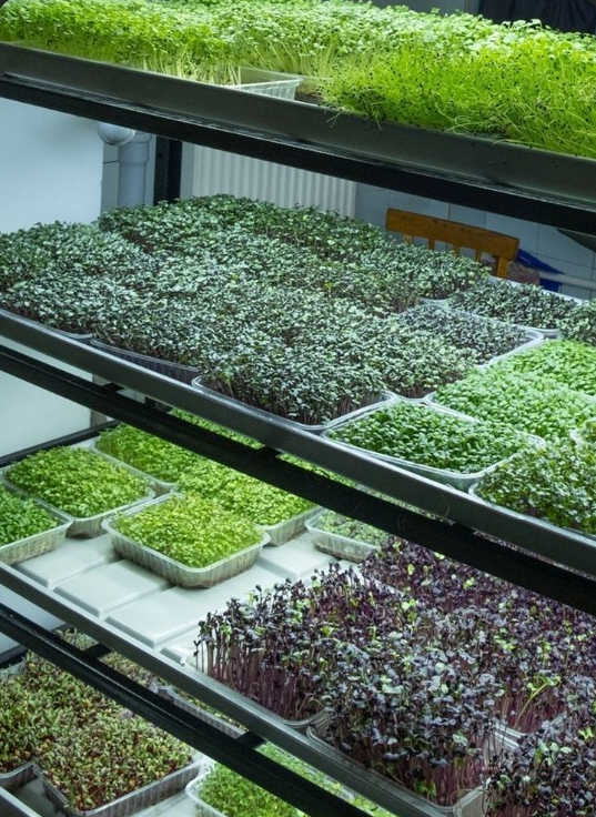 Varietà di microgreens in fase di germinazione nel nostro rack di coltivazione. Noi di BioUrbano cultiviamo ortaggi organici con semi certificati e sostrato