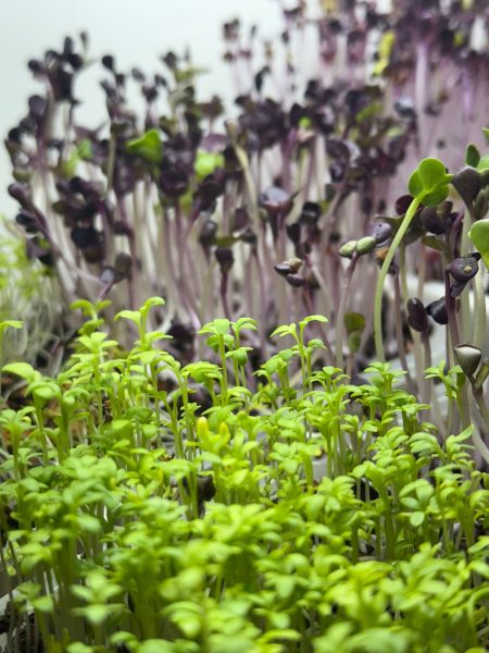 germinazione_microgreens_BioUrbano (7)